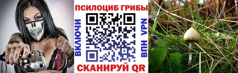 Псилоцибиновые грибы ЛСД  даркнет сайт  kraken рабочий сайт  Новотитаровская 